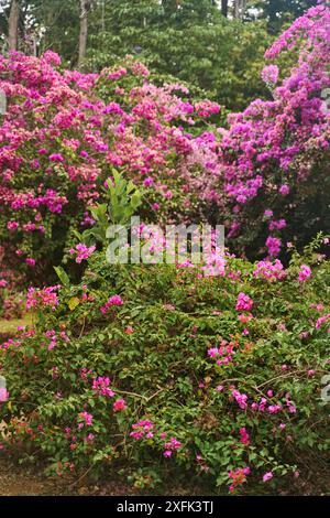 Ein Busch mit violetten Blumen im Royal Botanical Garden Peradeniya in Kandy, Sri Lanka Stockfoto