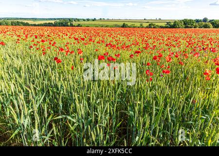 Roter Mohn wächst auf einem Weizenfeld in der Nähe von Enstone, Chipping Norton, Oxfordshire, England, Vereinigtes Königreich Stockfoto