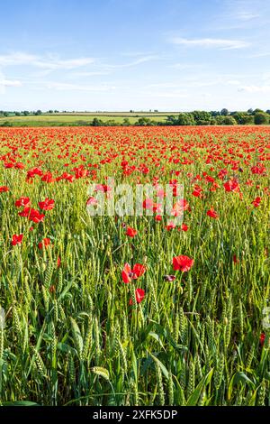 Roter Mohn wächst auf einem Weizenfeld in der Nähe von Enstone, Chipping Norton, Oxfordshire, England, Vereinigtes Königreich Stockfoto