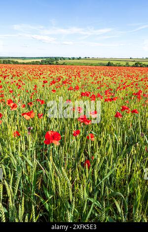 Roter Mohn wächst auf einem Weizenfeld in der Nähe von Enstone, Chipping Norton, Oxfordshire, England, Vereinigtes Königreich Stockfoto