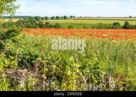 Roter Mohn wächst auf einem Weizenfeld in der Nähe von Enstone, Chipping Norton, Oxfordshire, England, Vereinigtes Königreich Stockfoto