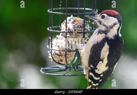 Großspecht (Dendrocopus Major) Jungvögel essen Fettbällchen aus einem Gartenvogelfutter. Juli, Kent, Großbritannien Stockfoto