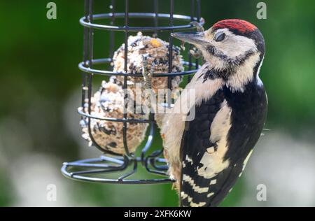 Der Jungspecht (Dendrocopus Major) schließt sein Auge und zeigt die niktitierende Membran (drittes Augenlid), während er Fettbällchen von isst Stockfoto