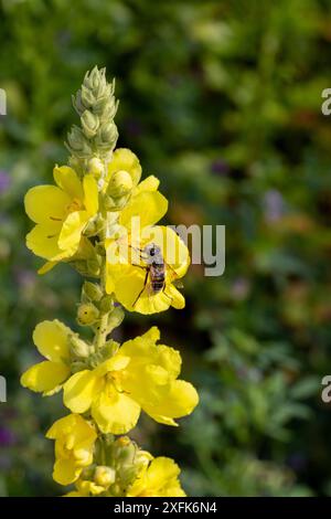 Honigbiene auf Verbascum thapsus, der großen oder gewöhnlichen Mullein-Blüte Stockfoto