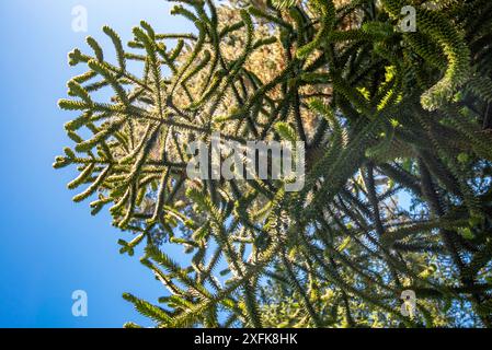 Eine Nahaufnahme des Zweigs eines Affen-Puzzle-Baumes (Araucaria Araucana), der in Neuseeland wächst Stockfoto