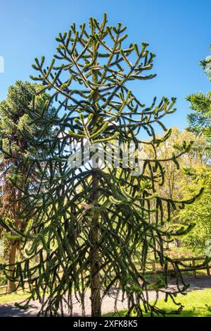 Ein Affen-Puzzle-Baum (Araucaria Araucana), der in Neuseeland wächst Stockfoto