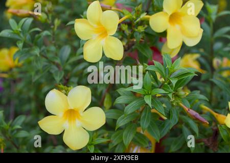 Goldene Trompetenblume. Stockfoto