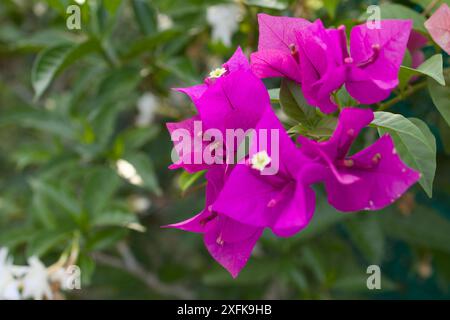 Eine Nahaufnahme von lebhaften rosa Blüten auf einer Bougainvillea Pflanze. Stockfoto
