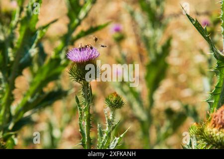 Plantas de cardo borriquero, onopordum acanthium, a prncipio de verano con flores Stockfoto