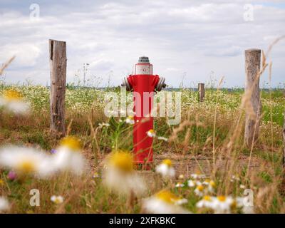 Ein roter Hydrant steht auf einer blühenden Wiese am Stadtrand. Der Kontrast zwischen Technologie und Natur verleiht dem Bild symbolische Kraft Stockfoto