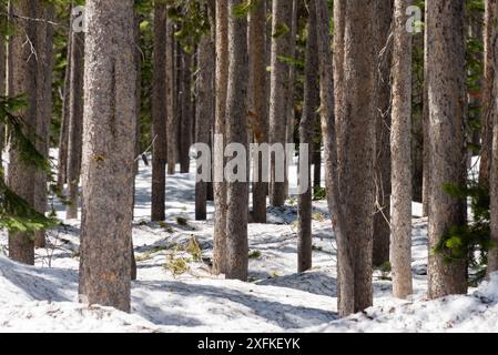 Ein Wald mit Schnee auf dem Boden und Bäumen. Die Bäume sind hoch und haben viele Äste Stockfoto