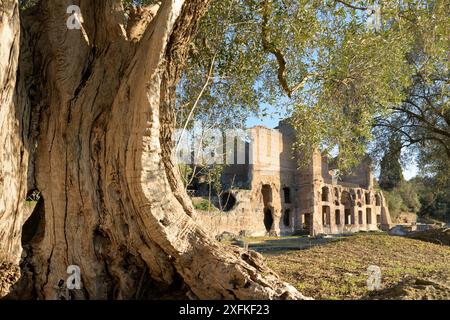 Hadrians Villa (Villa Adriana; Villa Hadriana) - das Nymphaeum und der alte Olivenbaum - Villa des Kaisers Hadrian nahe Tivoli außerhalb von Rom, Italien. Stockfoto