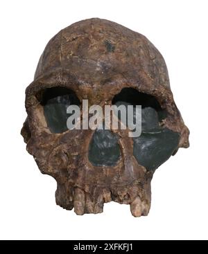 Homo habilis („handlicher Mensch“) ist eine ausgestorbene Art archaischen Menschen aus dem frühen Pleistozän Ost- und Südafrikas vor etwa 2,8 Millionen Jahren bis 1 Stockfoto