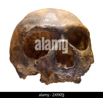 Neandertaler-Schädel von Hyänen in Grotta Guattari. Gegossen Stockfoto