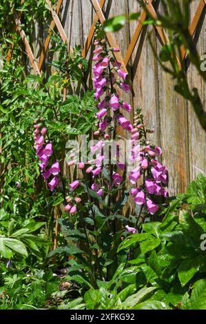 Rosa Fuchshandschuhe Digitalis purpurea im Sommer Sonnenschein nach einer Regendusche im kleinen städtischen Garten, Brighton, Großbritannien Stockfoto