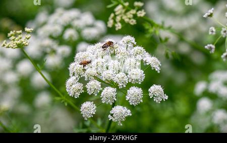 Hemlockpflanze ( Conium maculatum ) mit einer ruhenden Biene, die wild in der Landschaft von Sussex wächst. Hemlock ist eine berüchtigte giftige Pflanze und produziert im Sommer schirmartige weiße Blüten. UK Credit Simon Dack Stockfoto