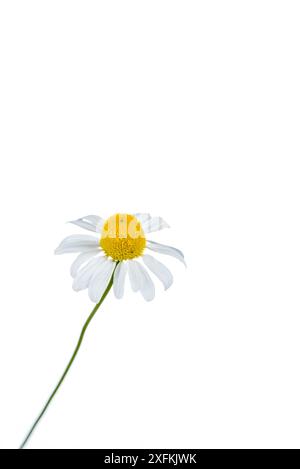 Deutsche Kamille (Matricaria chamomilla), Buchelberg, Pfalz, Deutschland. Mai. Projekt Meetyourneighbours.net Stockfoto