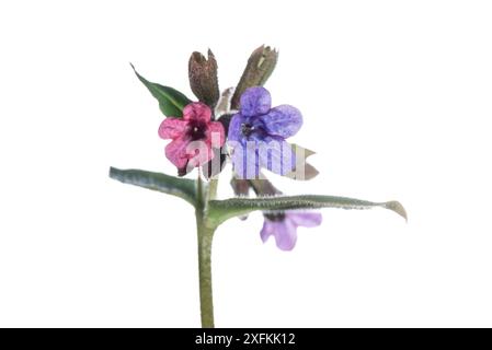 Ungefleckte Lungenkraut (Pulmonaria obscura) Blüten, Saarland, Deutschland. April. Projekt Meetyourneighbours.net Stockfoto