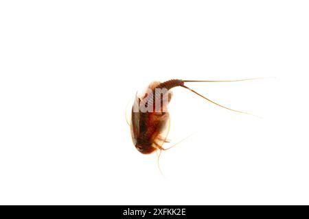 Kaulquetschgarnelen (Triops cancriformis), Muhldorferstrasse, Mannheim, Deutschland. August. Projekt Meetyourneighbours.net Stockfoto