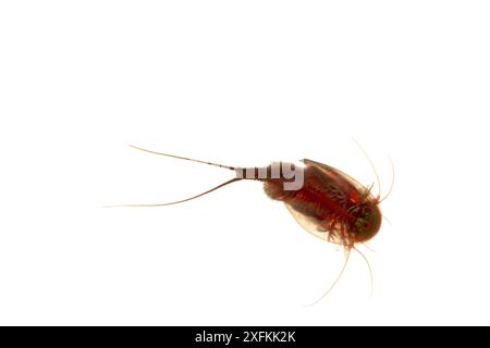 Kaulquetschgarnelen (Triops cancriformis), Muhldorferstrasse, Mannheim, Deutschland. August. Projekt Meetyourneighbours.net Stockfoto