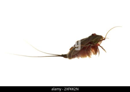 Kaulquetschgarnelen (Triops cancriformis), Muhldorferstrasse, Mannheim, Deutschland. August. Projekt Meetyourneighbours.net Stockfoto