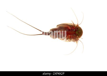 Kaulquetschgarnelen (Triops cancriformis), Muhldorferstrasse, Mannheim, Deutschland. August. Projekt Meetyourneighbours.net Stockfoto