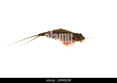 Kaulquetschgarnelen (Triops cancriformis), Muhldorferstrasse, Mannheim, Deutschland. August. Projekt Meetyourneighbours.net Stockfoto