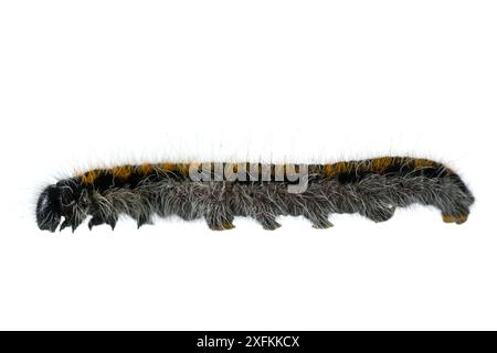 Schwarzer geäderter weißer Schmetterling (Aporia crataegi) caterpillar, Lorsch, Hessen, Deutschland. April. Projekt Meetyourneighbours.net Stockfoto