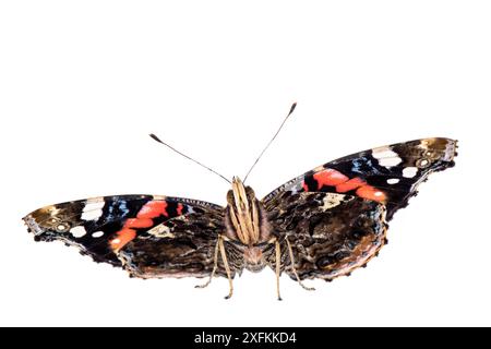 Rote Admiral (Vanessa atalanta), Mannheim, Deutschland. Projekt Meetyourneighbours.net. Stockfoto