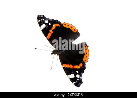 Rote Admiral (Vanessa atalanta), Mannheim, Deutschland. Projekt Meetyourneighbours.net. Stockfoto