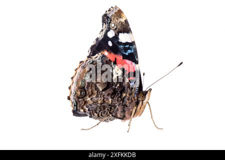 Rote Admiral (Vanessa atalanta), Mannheim, Deutschland. Projekt Meetyourneighbours.net. Stockfoto