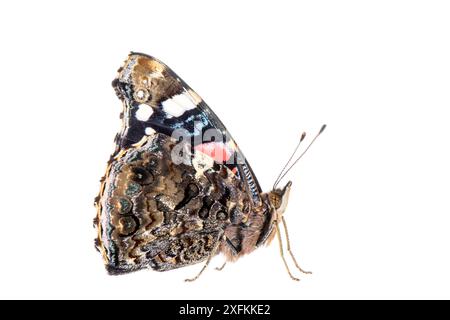 Rote Admiral (Vanessa atalanta), Mannheim, Deutschland. Projekt Meetyourneighbours.net. Stockfoto