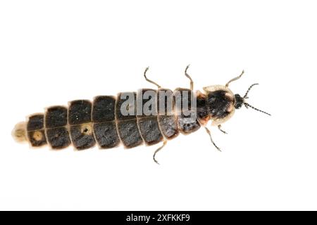 Glühwürmchen (Lampyris noctiluca), Lorsch, Hessen, Deutschland. Projekt Meetyourneighbours.net. Stockfoto