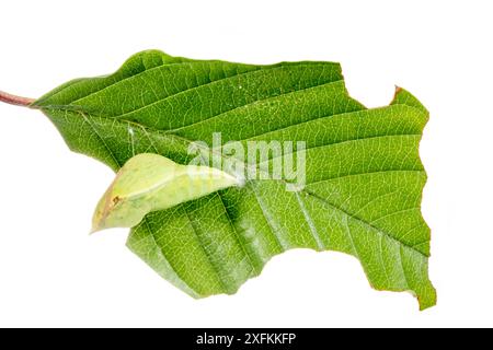 Schwefel-Schmetterling (Gonepteryx rhamni) Puppe auf Blatt, Lorsch, Hessen, Deutschland. Projekt Meetyourneighbours.net. Stockfoto
