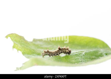 Südlicher weißer Admiral (Limenitis reducta) raupe auf Blatt, Lorsch, Hessen, Deutschland. Projekt Meetyourneighbours.net. Stockfoto