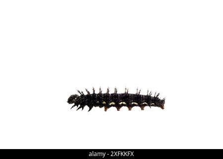 Roter Admiral-Schmetterling (Vanessa atalanta) caterpillar, Lorsch, Hessen, Deutschland. Projekt Meetyourneighbours.net. Stockfoto