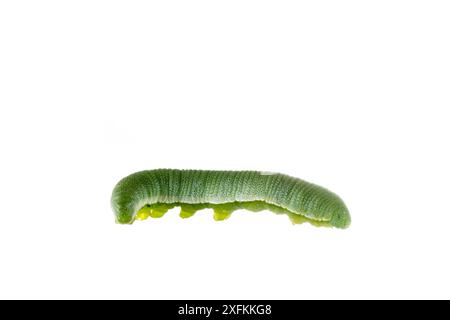 Schwefel-Schmetterling (Gonepteryx rhamni) caterpillar, Lorsch, Hessen, Deutschland. Projekt Meetyourneighbours.net. Stockfoto