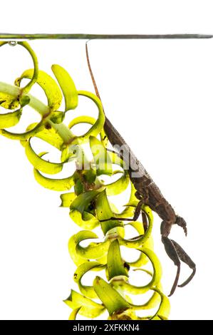 Wasserskorpion (Nepa cinerea), auf Kanadischem Teichgras (Elodea canadensis) unter Wasser, Lindenberg, Deutschland. Projekt Meetyourneighbours.net. Stockfoto