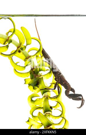 Wasserskorpion (Nepa cinerea), auf Kanadischem Teichgras (Elodea canadensis) unter Wasser, Lindenberg, Deutschland. Projekt Meetyourneighbours.net. Stockfoto