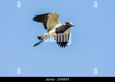 Schmiedepfeifer (Vanellus armatus) im Flug, zeigt Sporn am Karpalflügelgelenk. Naivasha, Kenia Stockfoto