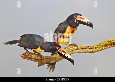 Aracari mit Kragen (Pteroglossus torquatus) zwei Erwachsene hoch oben, Tiefland-Regenwald, Nord-Costa Rica Stockfoto