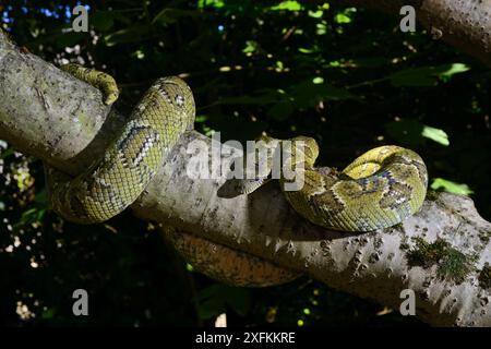 Madagaskar-Baumboa (Sanzinia madagascariensis), umwickelt um einen Ast, in Gefangenschaft, kommt in Madagaskar vor Stockfoto