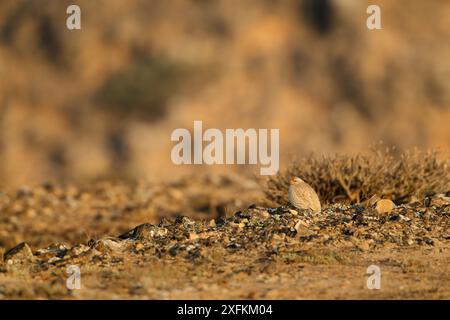 Sandhuhn (Ammoperdix heyi) Weibchen in einem Wüstenwadi in Jabal Al Qamar, Dhofar, Oman, November Stockfoto