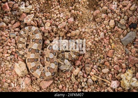 Gehörnter (Bitis caudalis), getarnt in seiner Umgebung, Namib Naukluft Nationalpark, Namibia Stockfoto