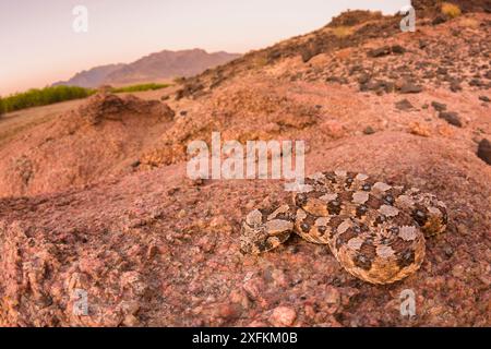 Gehörnter (Bitis caudalis), getarnt in seiner Umgebung, Namib Naukluft Nationalpark, Namibia Stockfoto