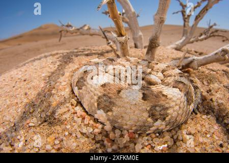 Gehörnter (Bitis caudalis), getarnt in seiner Umgebung, Namib Naukluft Nationalpark, Namibia Stockfoto