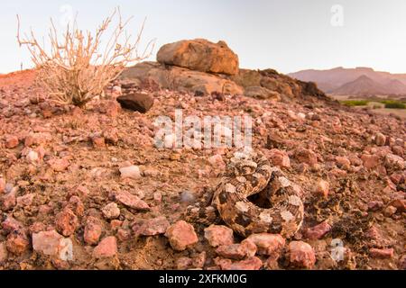 Gehörnter (Bitis caudalis), getarnt in seiner Umgebung, Namib Naukluft Nationalpark, Namibia Stockfoto