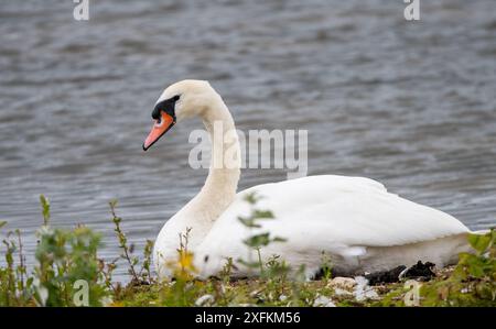 Höckerschwan (Cygnus Olor) Stockfoto