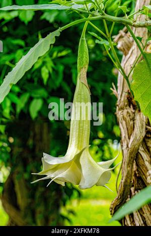 Engelstrompete (Brugmansia suaveolens), Blumen, heimisch in Südamerika, Zierpflanze Stockfoto