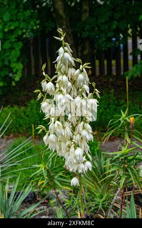 Yucca filamentosa ( Variegated Yucca ) in voller Blüte Stockfoto